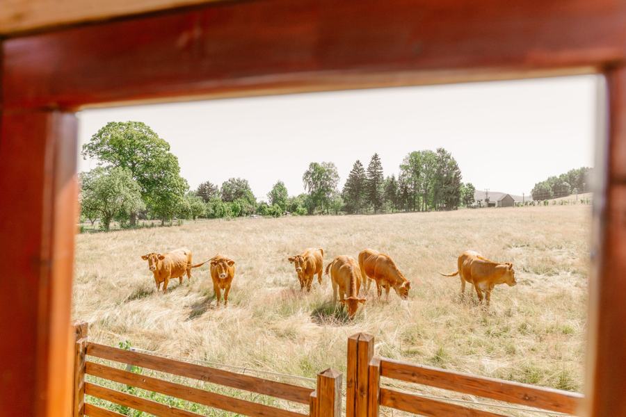 Pohled z okna na krávy pasoucí se na louce